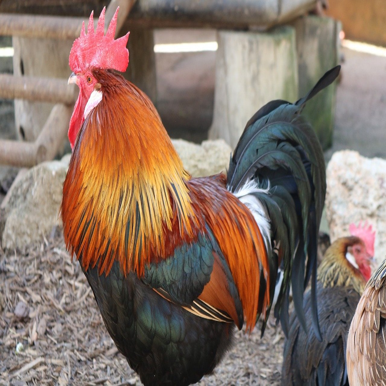gallo-3593116_1280