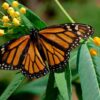mariposas-venenosas