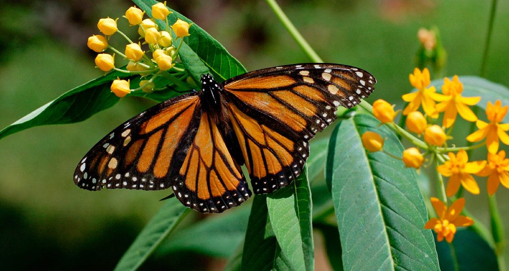 mariposas-venenosas